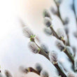 Load image into Gallery viewer, Jesus Calling for Moms - Sarah Young
