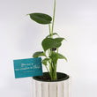 Load image into Gallery viewer, Monstera Deliciosa Plant in Ceramic White Retro Pot
