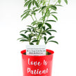 Load image into Gallery viewer, Umbrella Schefflera Plant In "Love Is Patient" Nursery Pot
