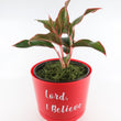 Load image into Gallery viewer, Red Aglaonema Plant in "Lord, I Believe" Nursery Pot
