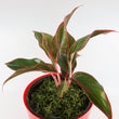 Load image into Gallery viewer, Red Aglaonema Plant in "Lord, I Believe" Nursery Pot
