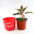 Load image into Gallery viewer, Red Aglaonema Plant in "Lord, I Believe" Nursery Pot
