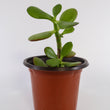 Load image into Gallery viewer, Jade Succulent Plant in Ceramic White Retro Pot
