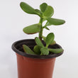 Load image into Gallery viewer, Jade Succulent Plant in "Jesus Loves Me" Planter
