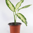 Load image into Gallery viewer, Dieffenbachia Plant in a Bamboo Square Planter
