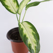 Load image into Gallery viewer, Dieffenbachia Plant in a Bamboo Square Planter

