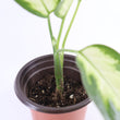Load image into Gallery viewer, Dieffenbachia Plant in a Yellow Ceramic Flower Pot
