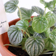 Load image into Gallery viewer, Peperomia Caperata 'Frost' Live Plant
