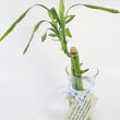 Load image into Gallery viewer, Bamboos in Scripture Verses Vase
