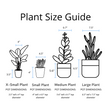 Load image into Gallery viewer, ZZ Plant in a Gray Ceramic Nursery Pot
