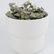 Load image into Gallery viewer, Pink Panther Wandering Jew Plant
