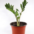 Load image into Gallery viewer, ZZ Plant in a Gray Ceramic Nursery Pot
