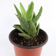 Load image into Gallery viewer, Aloe Nobilis 'Gold Tooth Aloe' Succulent Plant in Silver Plant Pot
