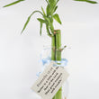 Load image into Gallery viewer, Bamboos in Scripture Verses Vase
