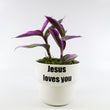 Load image into Gallery viewer, Tradescantia 'Albiflora' Nanouk Plant in "Jesus loves you" Nursery Pot
