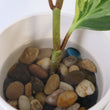 Load image into Gallery viewer, Peperomia Obtusifolia Plant
