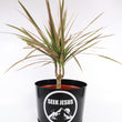 Load image into Gallery viewer, Dracaena Marginata Bush 'Colorama' in a Seek Jesus Black Nursery Pot
