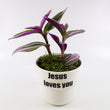 Load image into Gallery viewer, Tradescantia 'Albiflora' Nanouk Plant in "Jesus loves you" Nursery Pot
