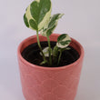 Load image into Gallery viewer, N'Joy Pothos Plant

