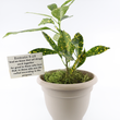 Load image into Gallery viewer, Croton Gold Dust Live Plant
