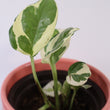 Load image into Gallery viewer, N'Joy Pothos Plant
