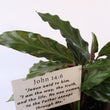 Load image into Gallery viewer, Furry Feather Calathea Live Plant in a 'Grow with God' Ceramic Clay Planter
