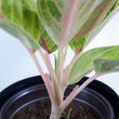 Load image into Gallery viewer, Pink Aglaonema Plant
