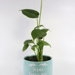 Load image into Gallery viewer, Monstera Deliciosa Plant in "Jesus Loves Me" Planter
