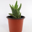 Load image into Gallery viewer, Aloe Nobilis 'Gold Tooth Aloe' Succulent Plant in "Jesus Loves Me" Planter
